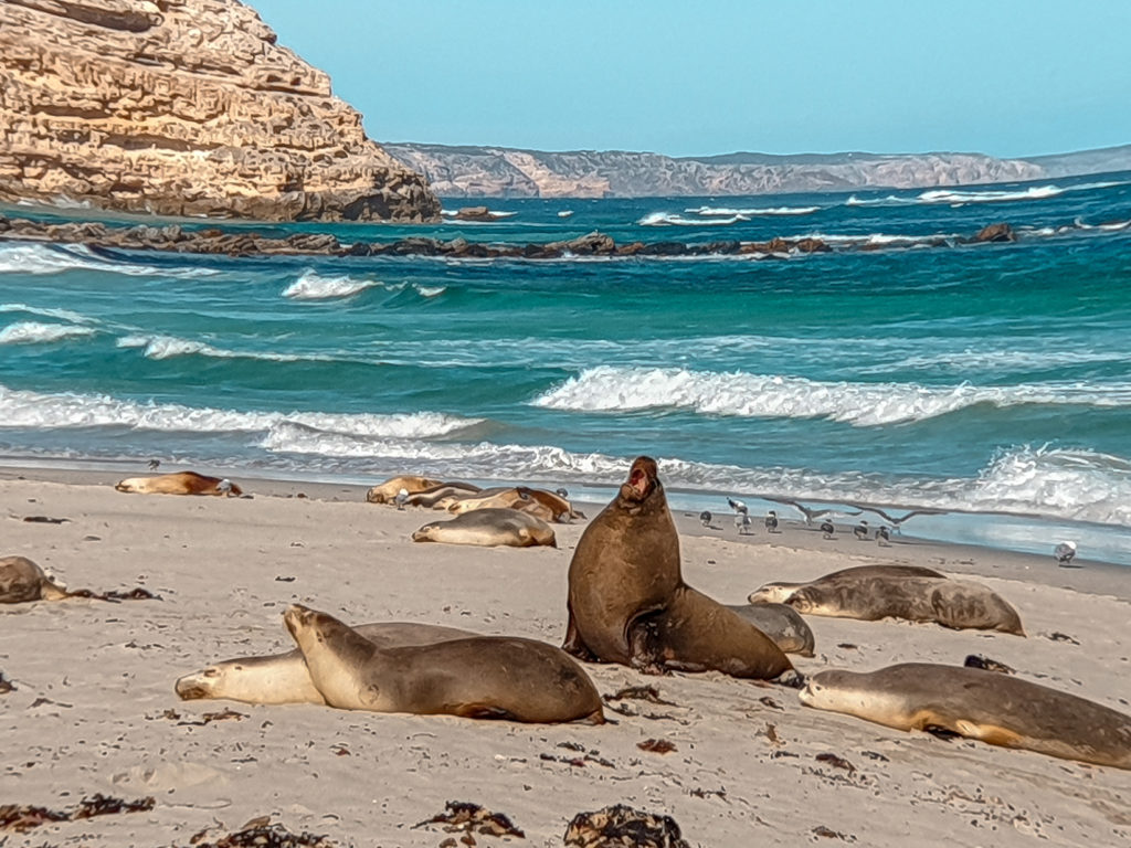 seal bay tours kangaroo island