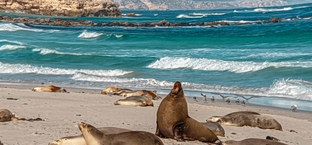 kangaroo island tours