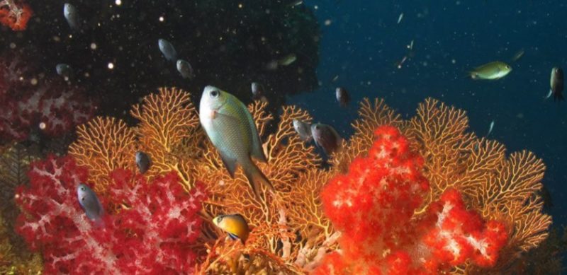 Atauro island - Anna Sherchand