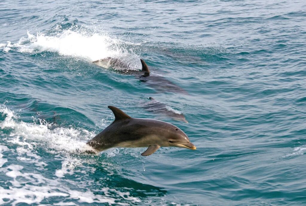 dolphins on the water