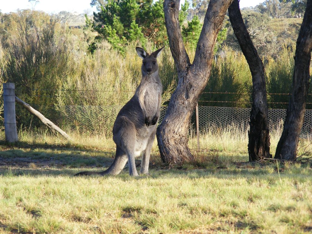 australian traveller canberra