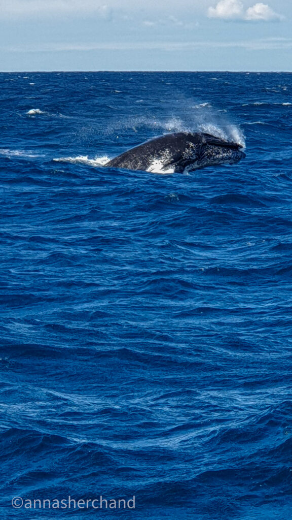 captain cook cruise whale watching