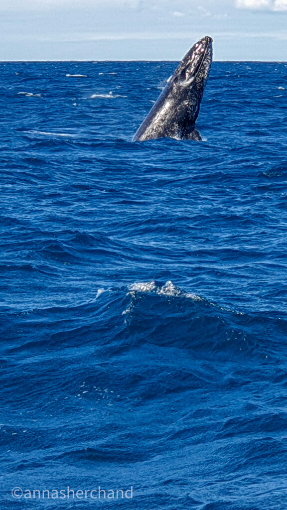 captain cook cruise whale watching