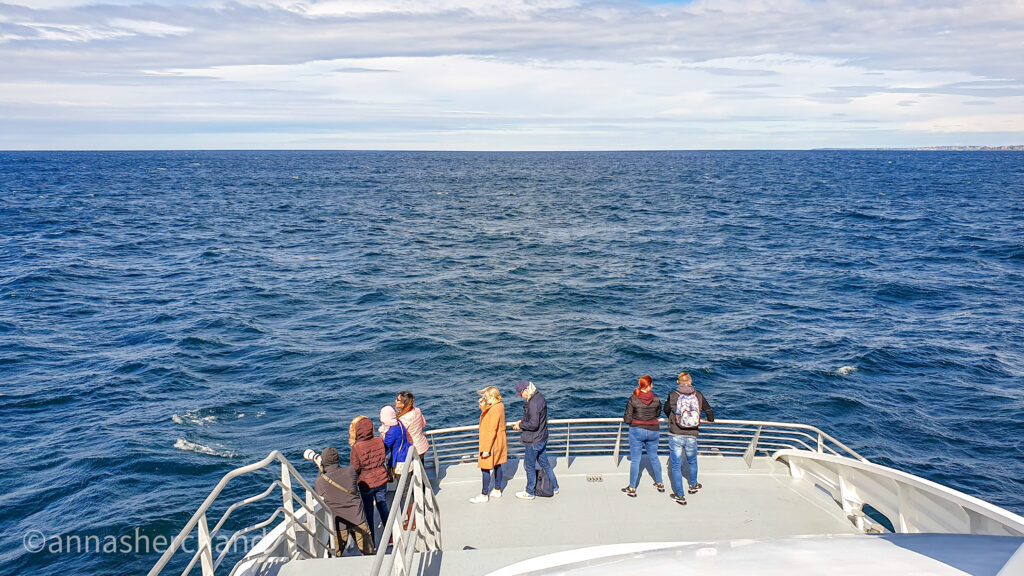 captain cook cruise whale watching