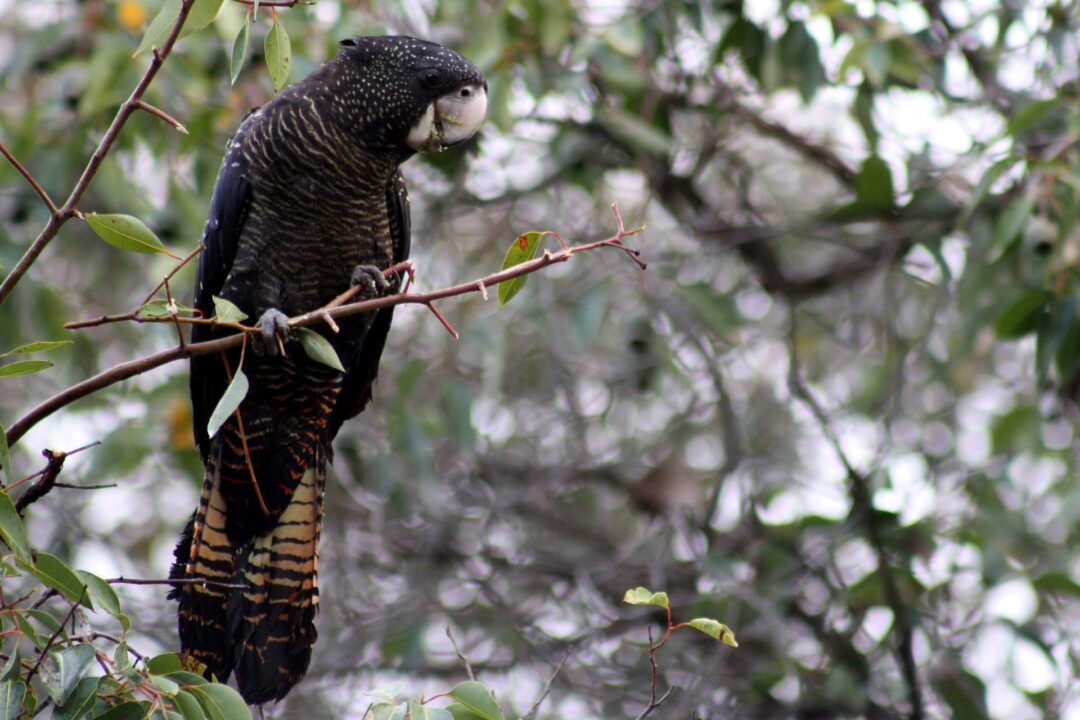 Best things to do in Ballarat Anna Sherchand