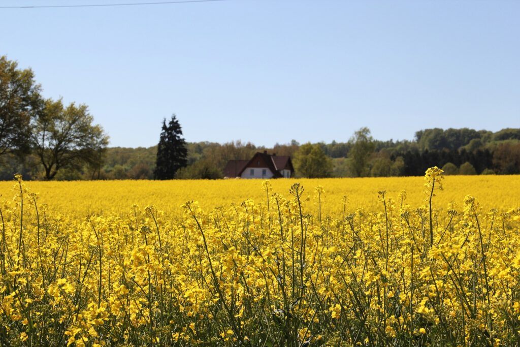 canola farm nsw