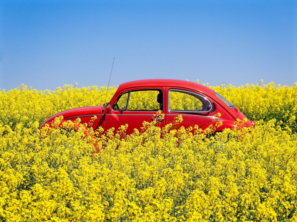 canola fields nsw