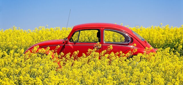 canola fields nsw