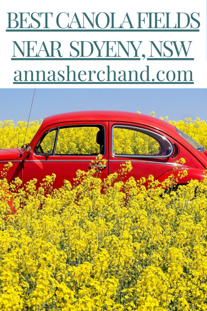 canola fields nsw