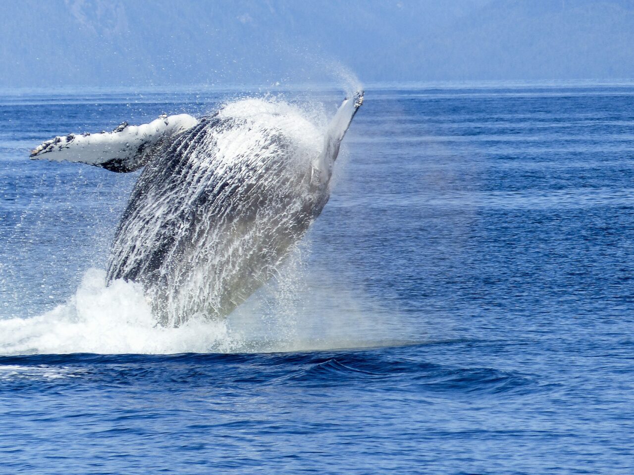 captain cook cruises whale watching sydney australia - Anna Sherchand