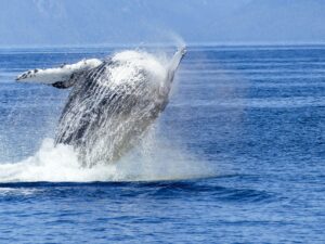 captain cook cruises whale watching sydney