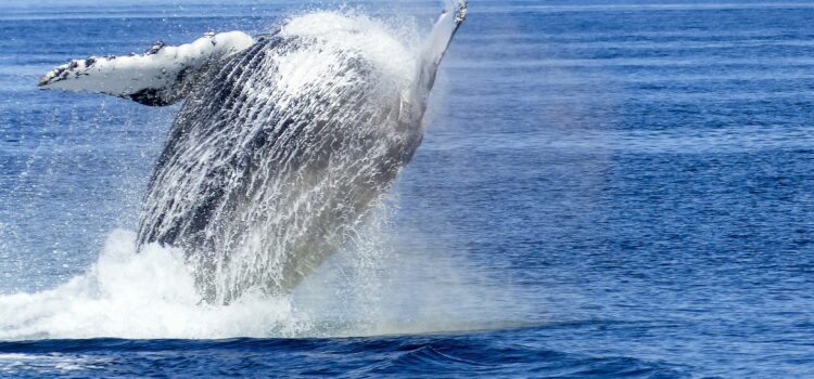 captain cook cruises whale watching sydney