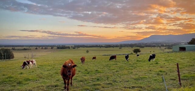 things to do in berry nsw