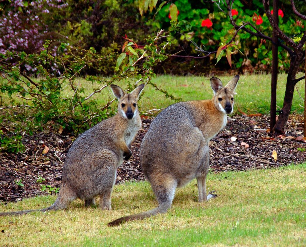 Secret melbourne walks