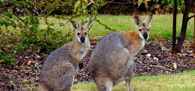 Secret melbourne walks