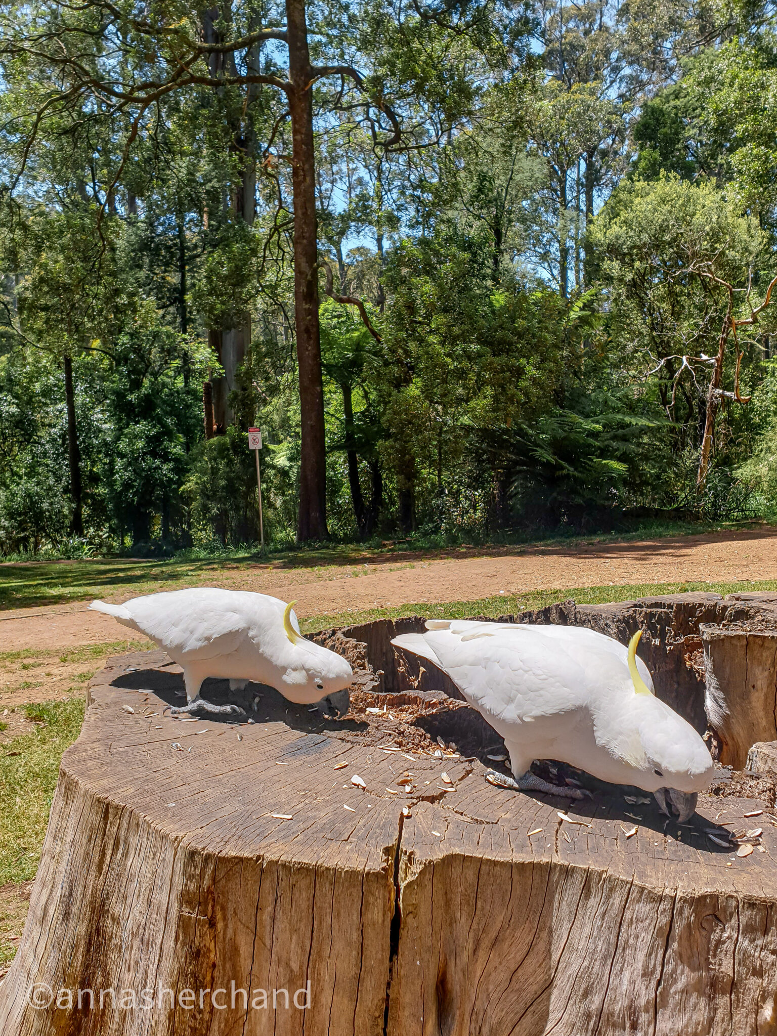 Yarra valley itinerary and the must sees in Dandenong ranges Anna