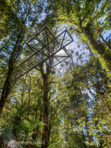 Rainforest gallery Victoria