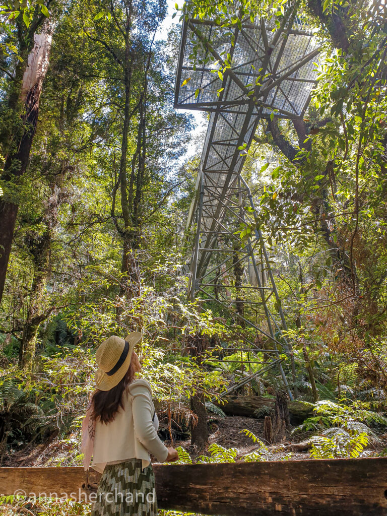 Rainforest gallery in Dandenong Ranges Victoria