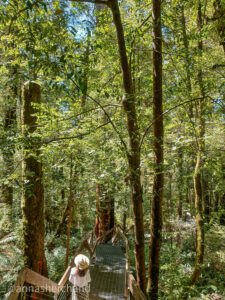 Rainforest gallery yarra valley Victoria