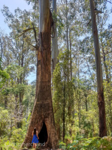 Sherbrooke forest