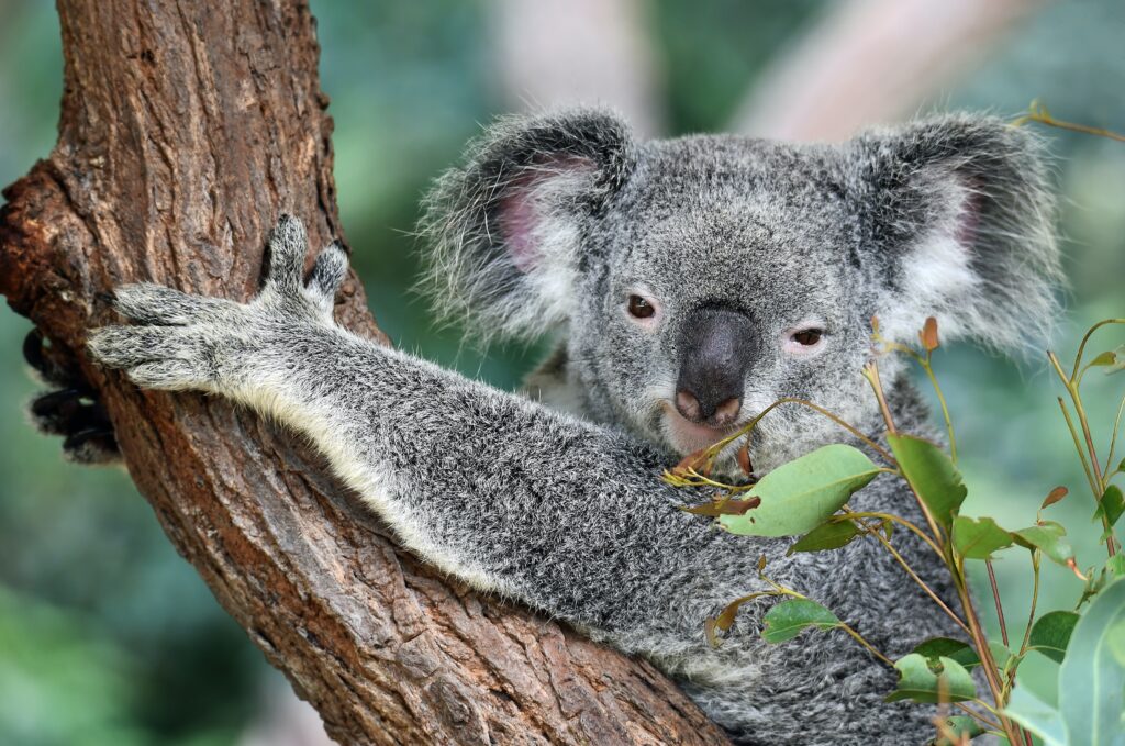 Pros And Cons Of Living In Australia