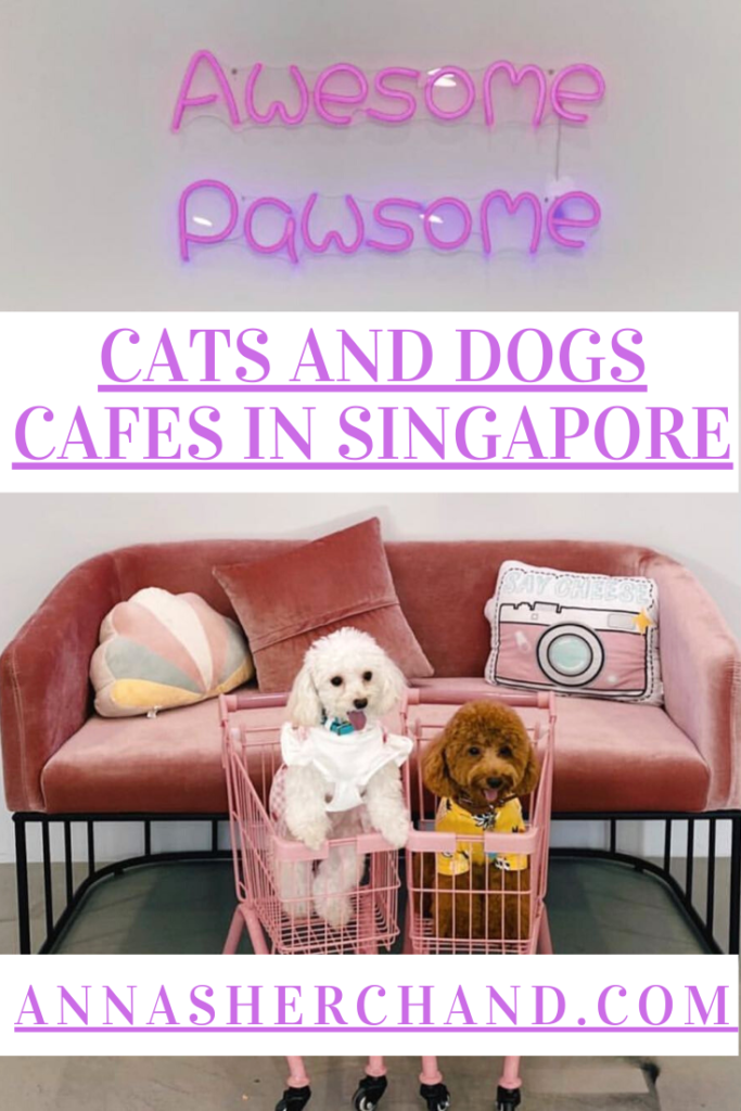 Dogs cafe in singapore