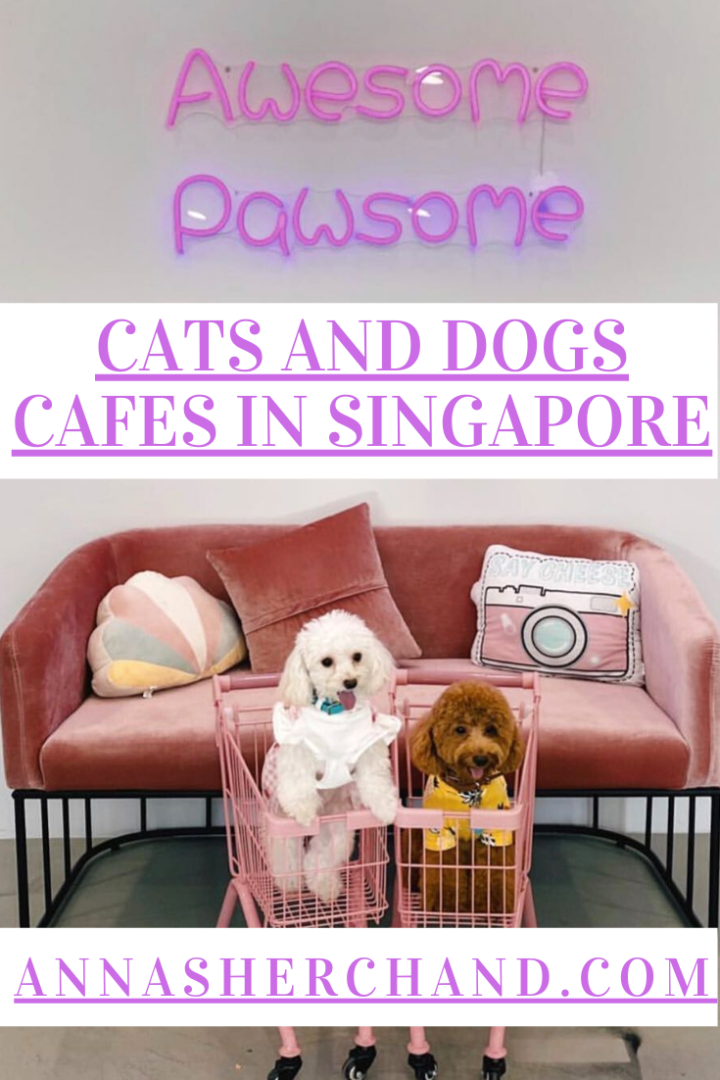 Cats and Dogs cafe in Singapore 2021 Anna Sherchand