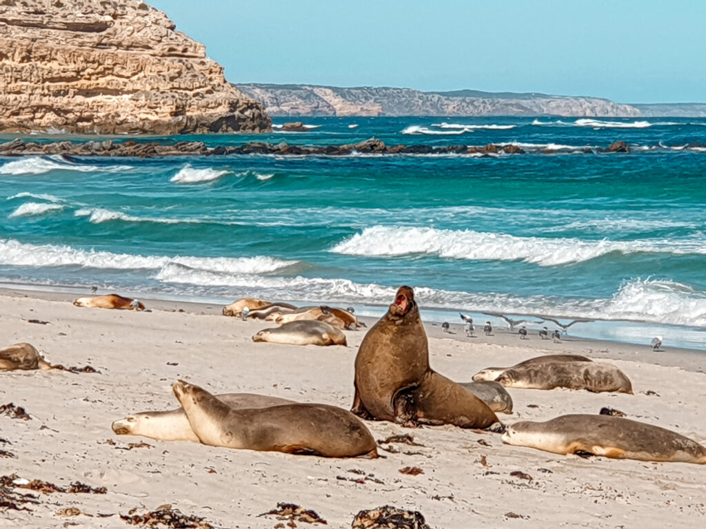 Kangaroo Island tours