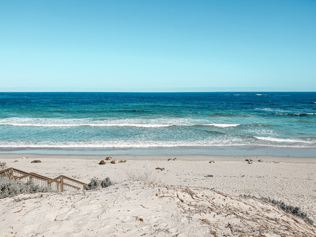 Sea lions Beach south Australia