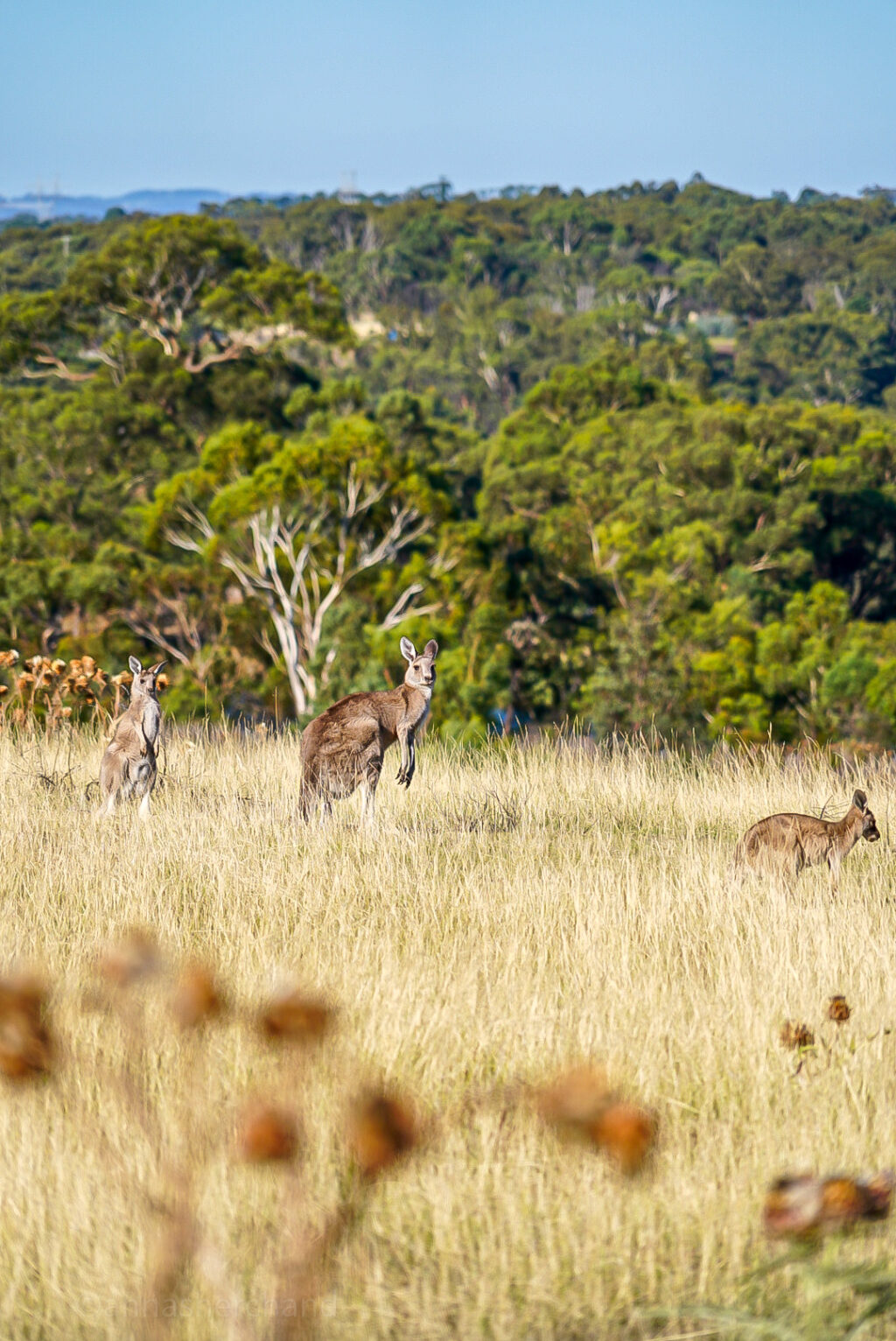 best day hikes Melbourne Anna Sherchand