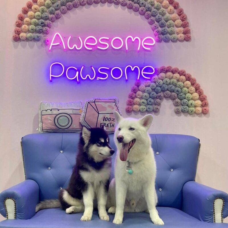 Cats and Dogs cafe in Singapore 2021 Anna Sherchand