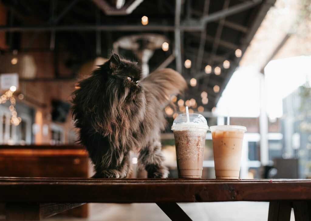 Dogs cafe in singapore