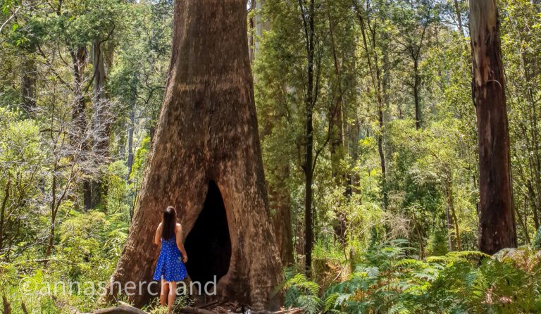 Best walks in Dandenong ranges