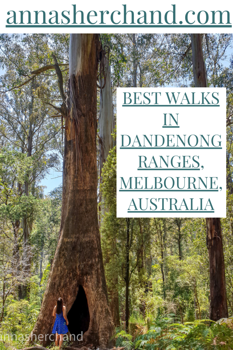 Best walks in Dandenong ranges Anna Sherchand