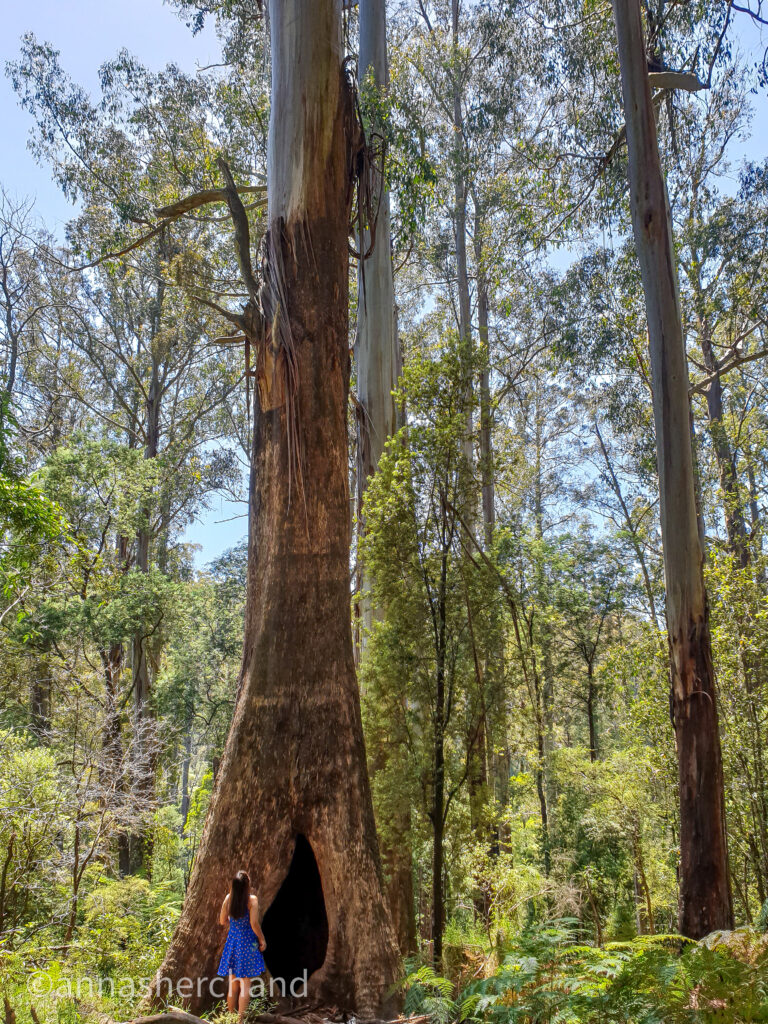 Walks in Dandenong ranges