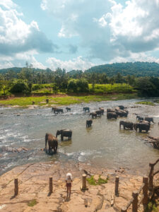 Elephants in srilanka