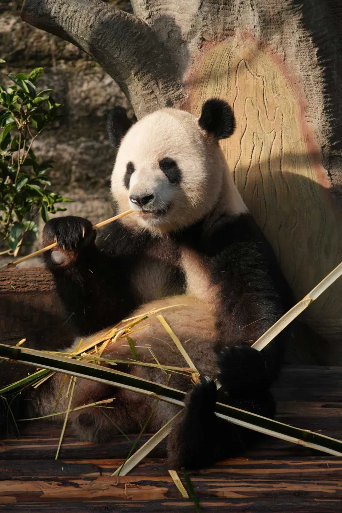 things to do in chongqing itinerary