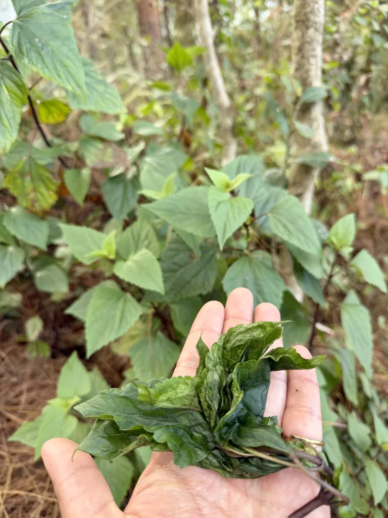 solo travel in nepal